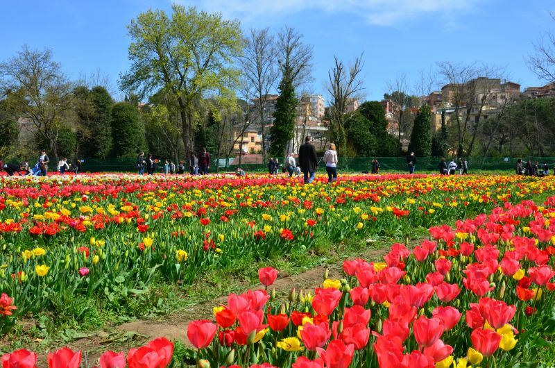 Roma riapre scegli il tuo parco dei tulipani
